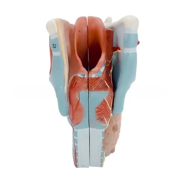 Anatomik Modeli Boğaz Anatomisi Modeli İnsan Organları Öğretim Prop Dropship